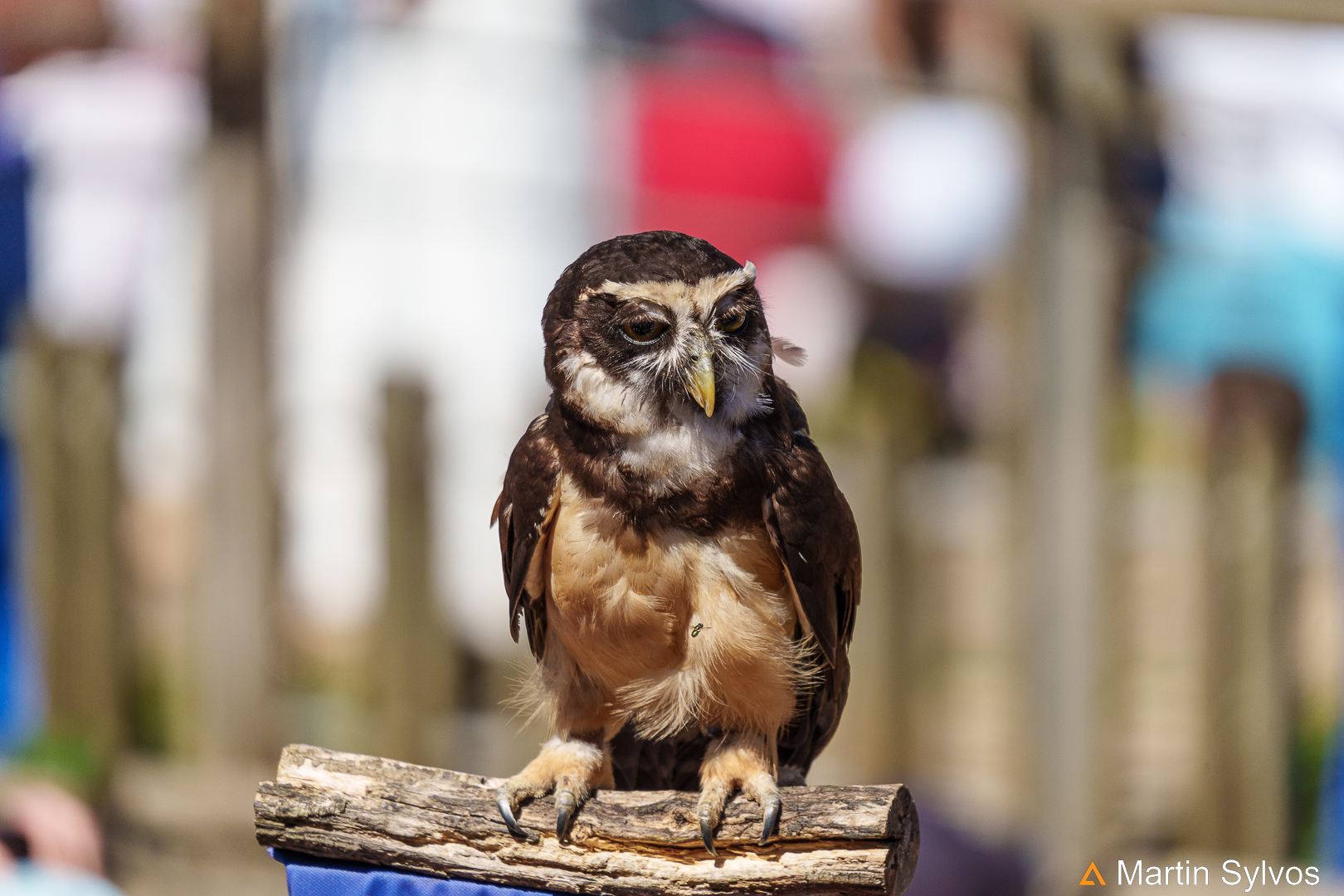 2022 Puy du fou   le bal des oiseaux fantome 2